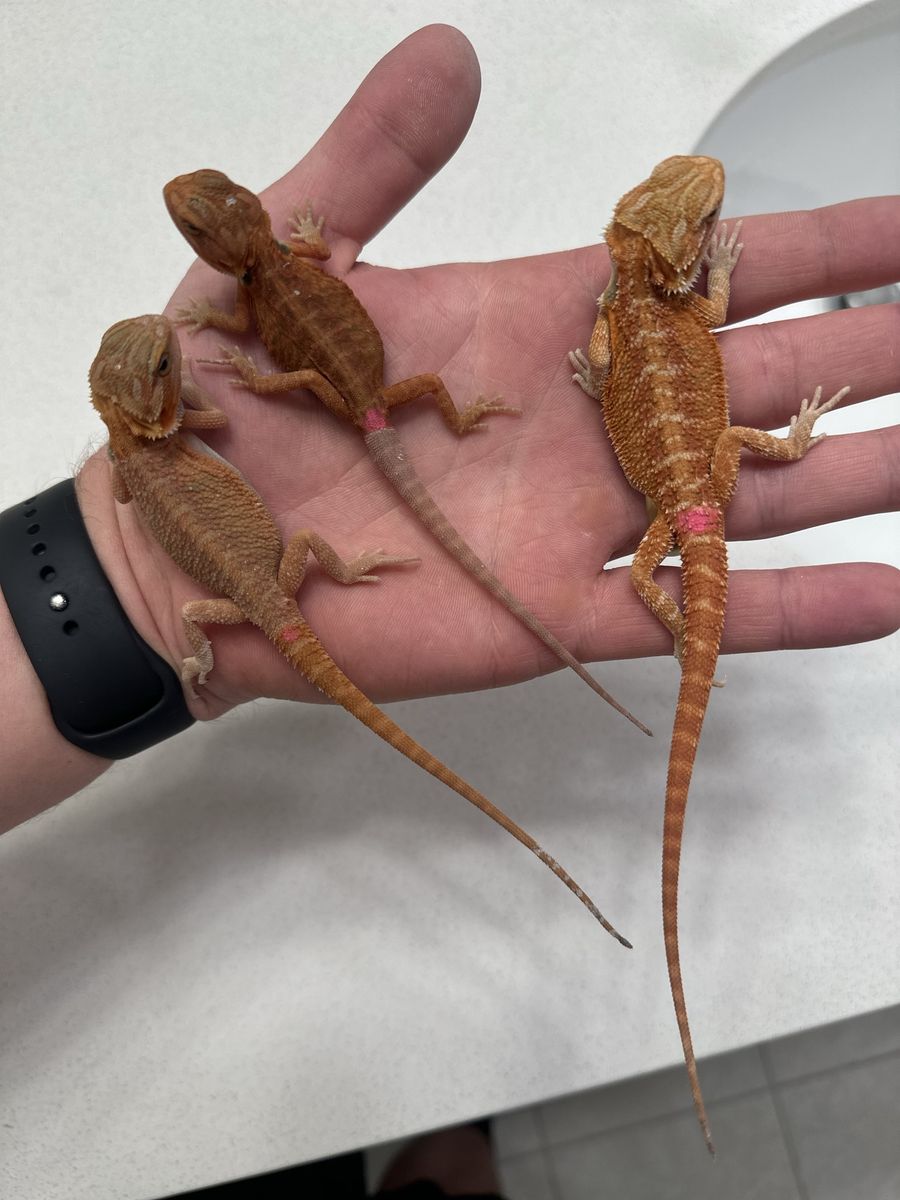 Baby bearded dragons