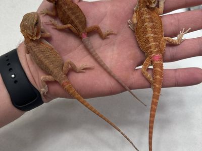 Baby bearded dragons