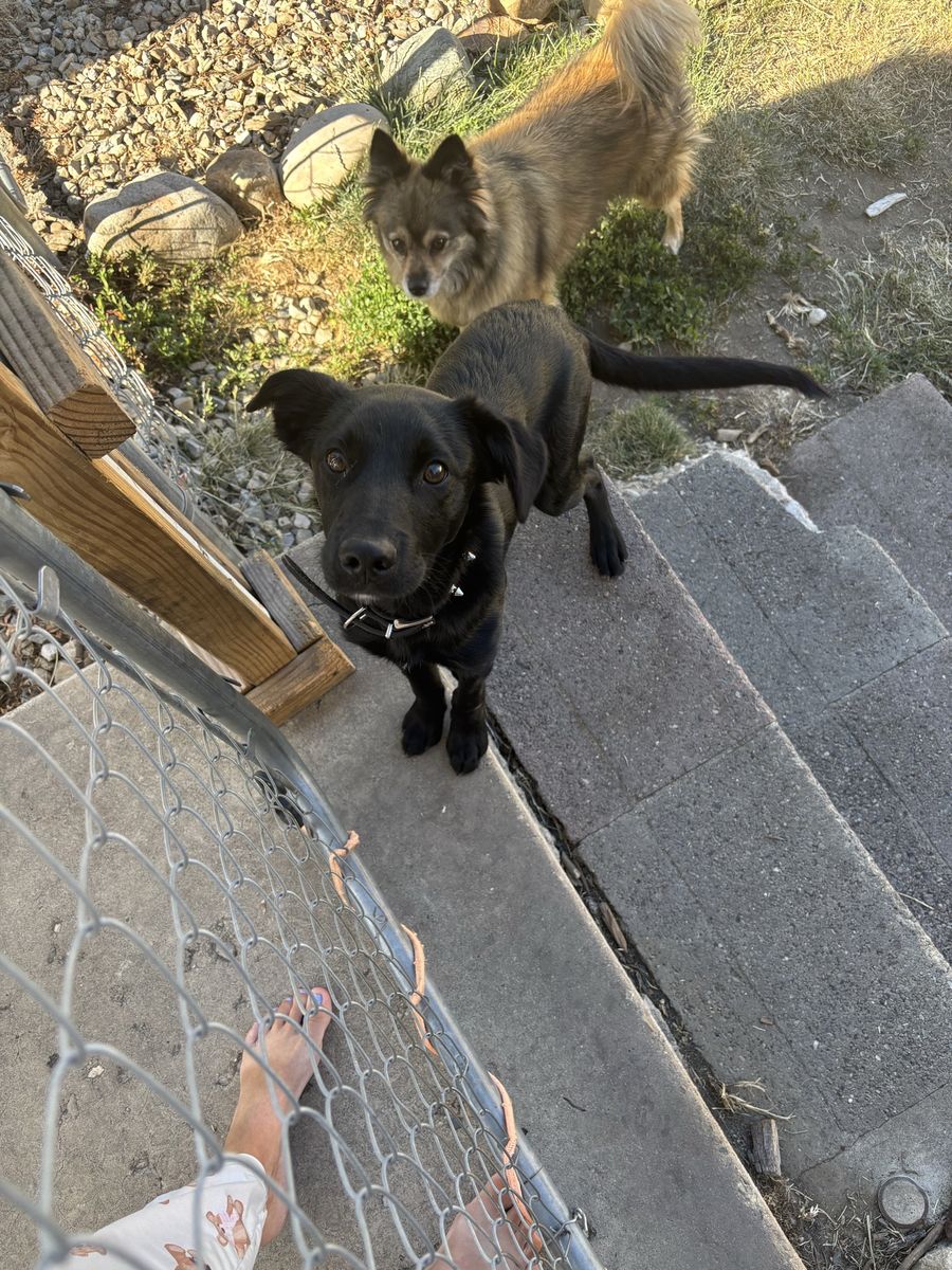 Border Collie Mix Puppy - Male - Needs Loving Forever Home