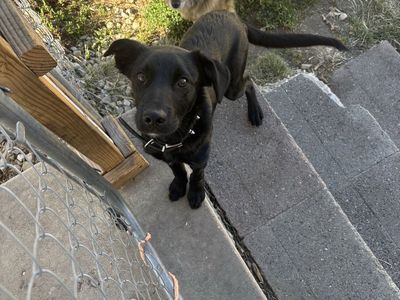 Border Collie Mix Puppy - Male - Needs Loving Forever Home