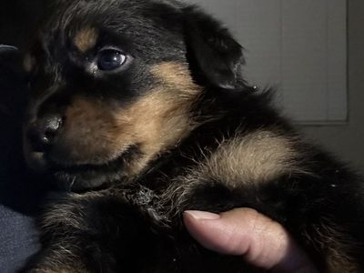 AKC ROTTWEILER FEMALE LAST ONE!!!