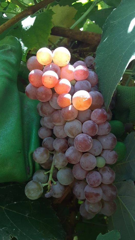 Fre3 grapes plants fir help putting straw into buckets to save Gardens today