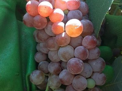 Fre3 grapes plants fir help putting straw into buckets to save Gardens today