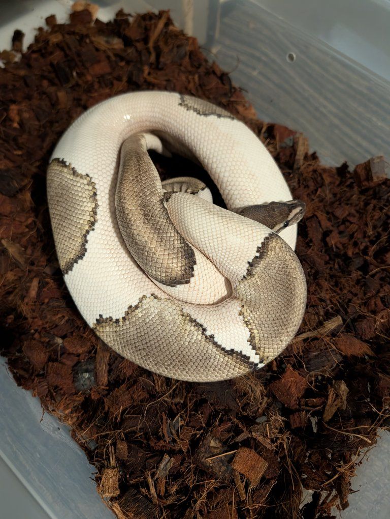 mojave pied ball python