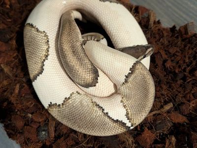 mojave pied ball python