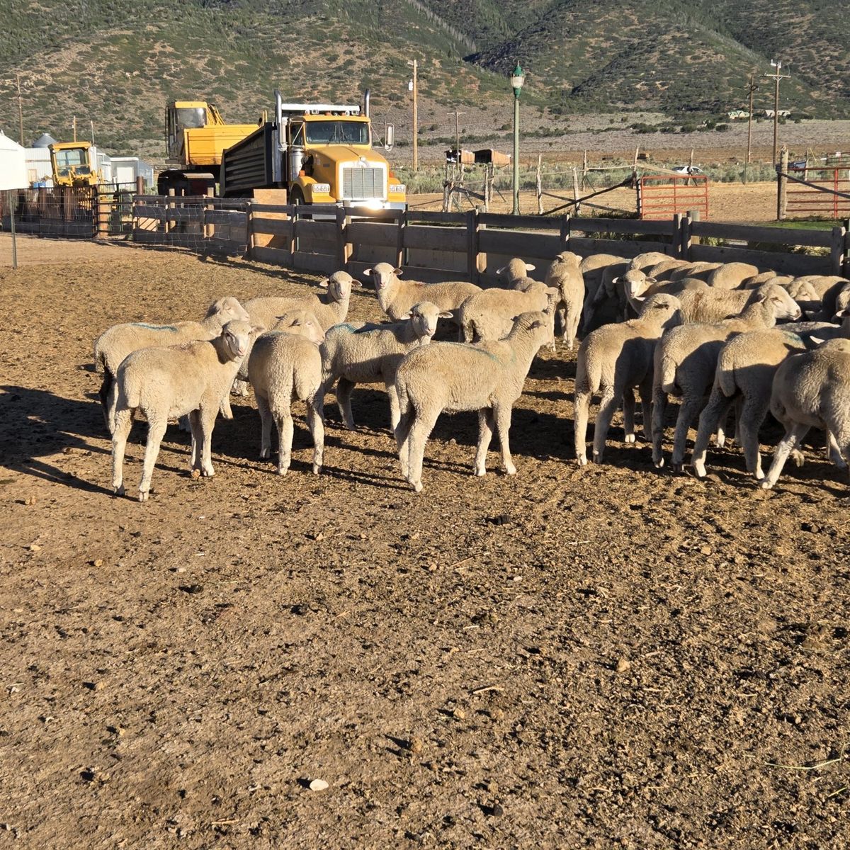 Wether lambs