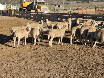 Wether lambs