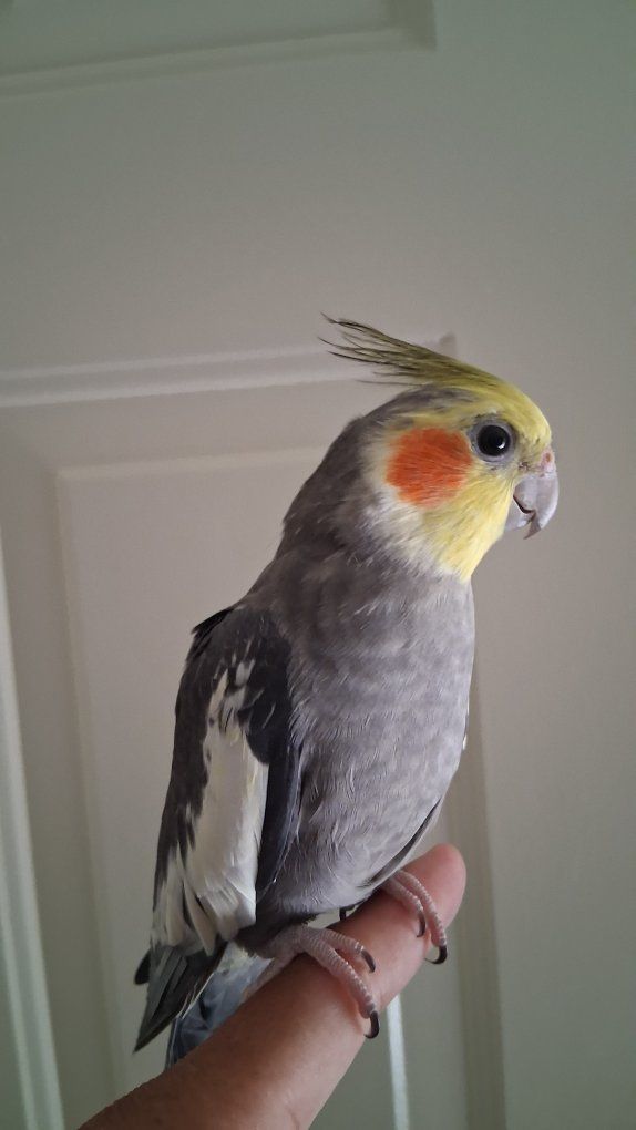 Male Cockatiel