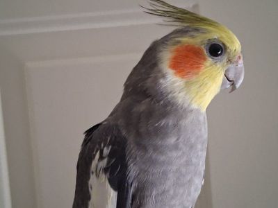 Male Cockatiel