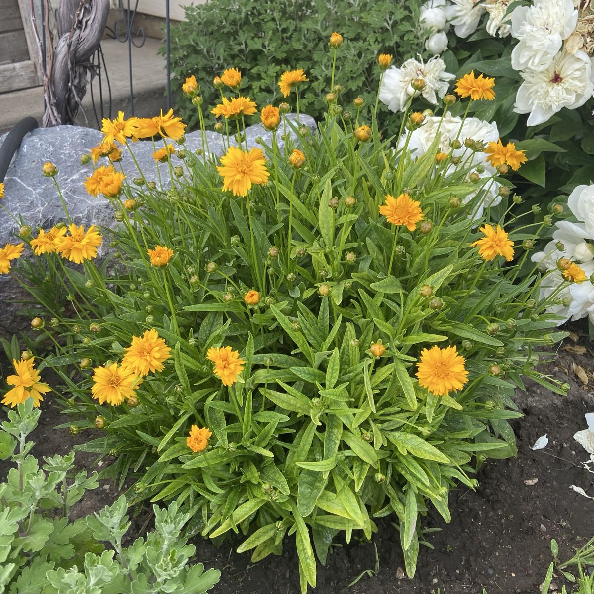 Garden flowers