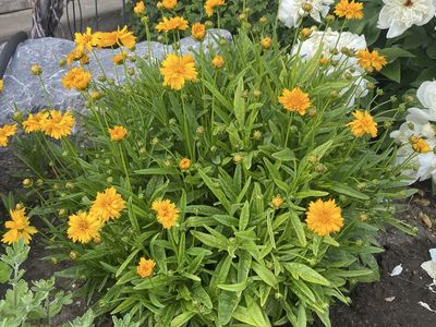 Garden flowers