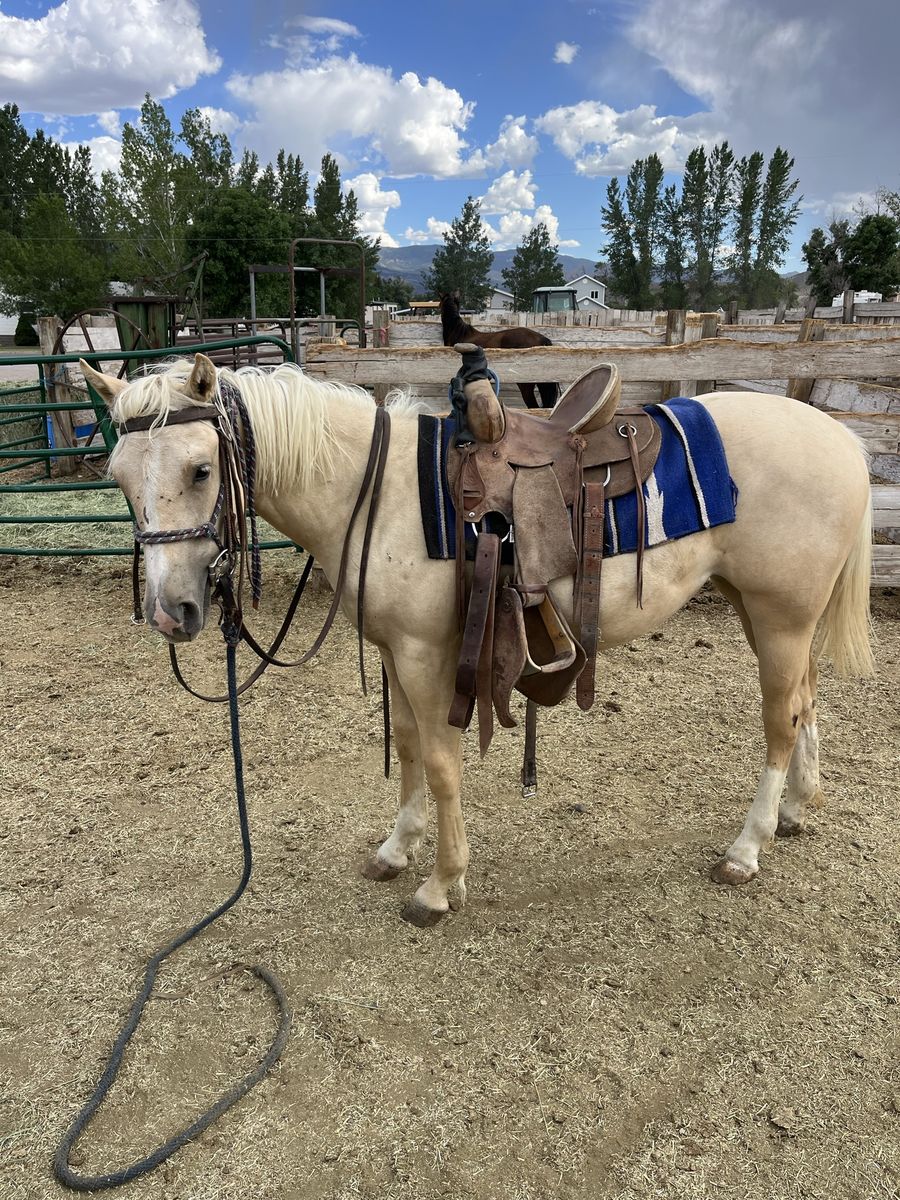 Yearling grade filly