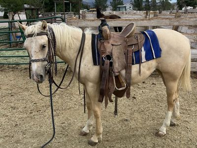 Yearling grade filly
