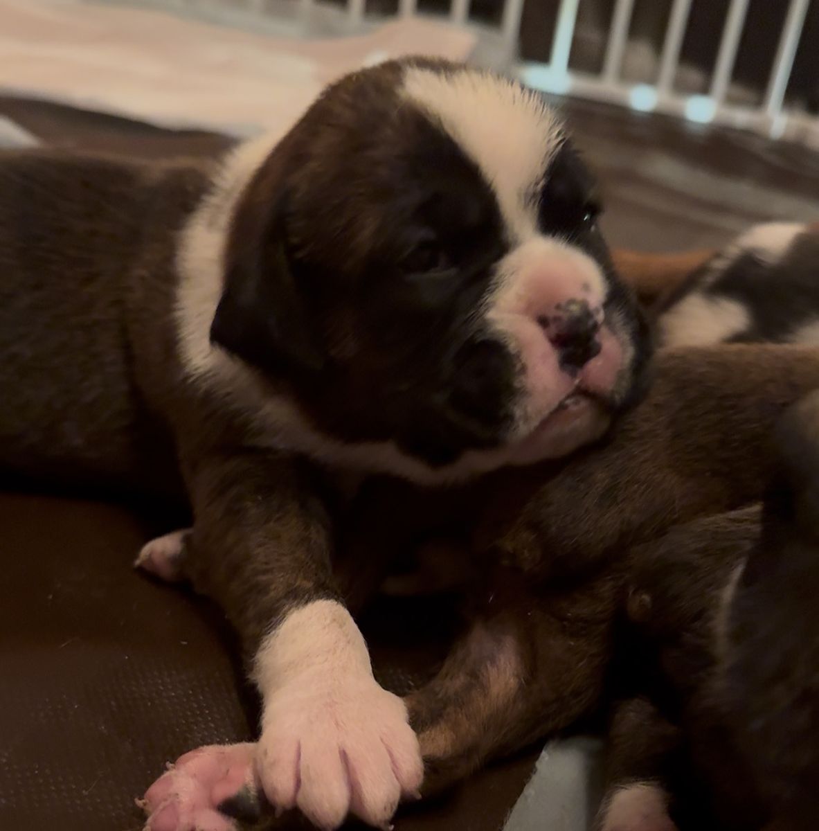 Purebred Boxer Puppies!