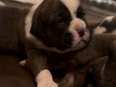 Purebred Boxer Puppies!