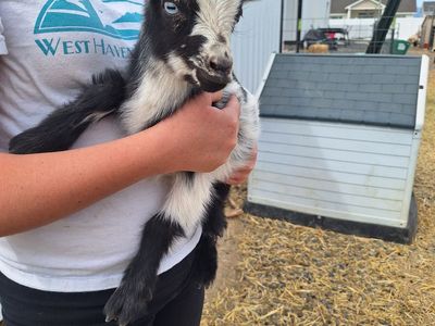 Nigerian Dwarf Baby Goats (Disbudded)