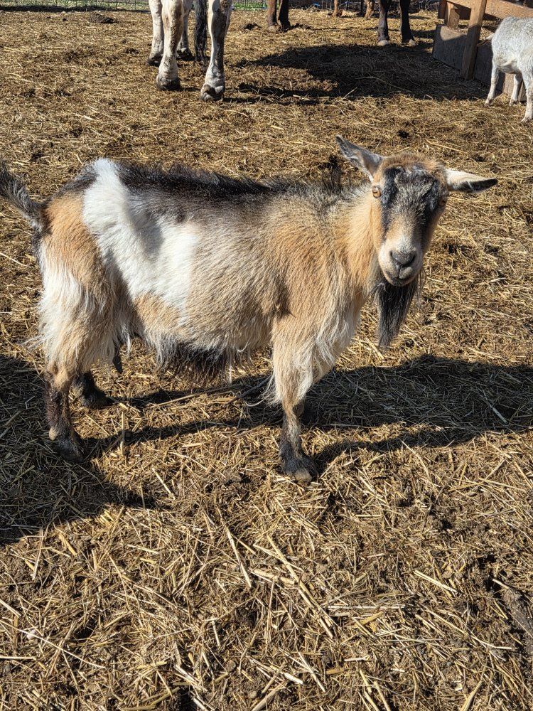 nigerian nanny goat
