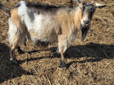 nigerian nanny goat