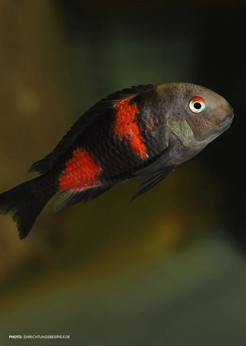 Cherry Spot Tropheus Juvies