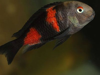 Cherry Spot Tropheus Juvies