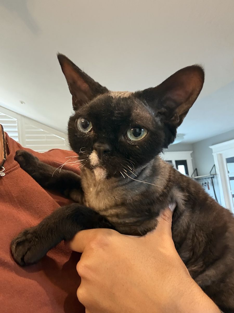 Devon Rex Cat - Black Wavy Coat