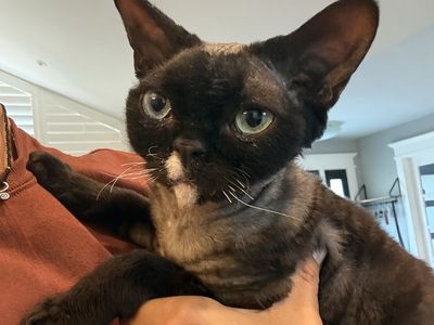 Devon Rex Cat - Black Wavy Coat