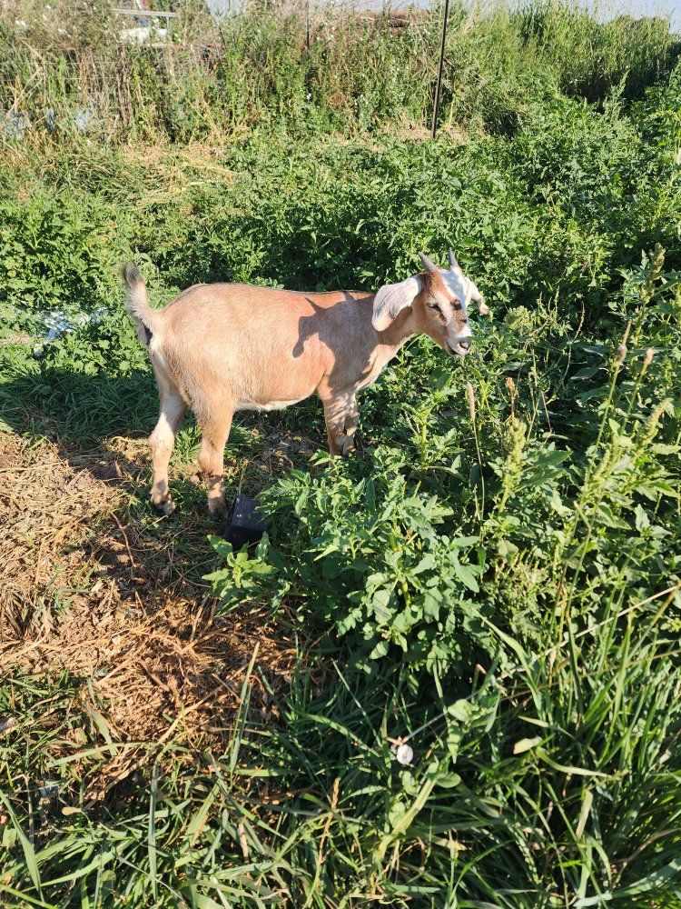 alpine/nubian cross does 