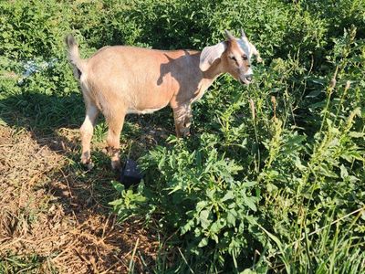 alpine/nubian cross does