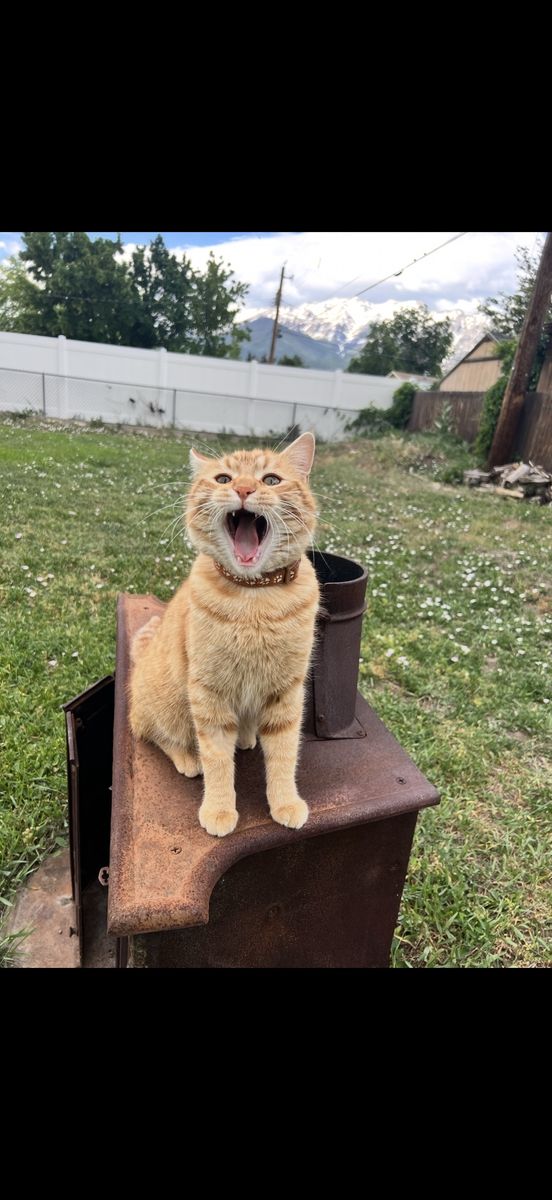 Orange tabby cat in need home