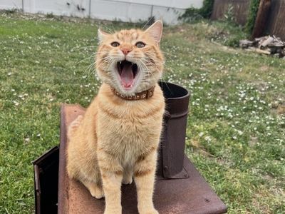 Orange tabby cat in need home