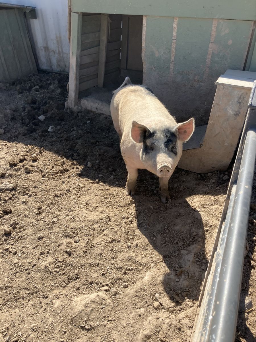 Pig/hogs Ready To Butcher