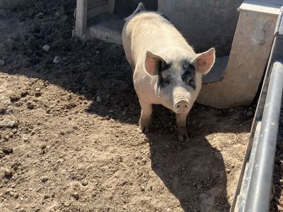 Pig/hogs Ready To Butcher