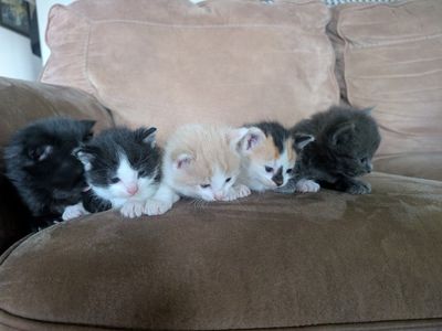 Adorable Kittens