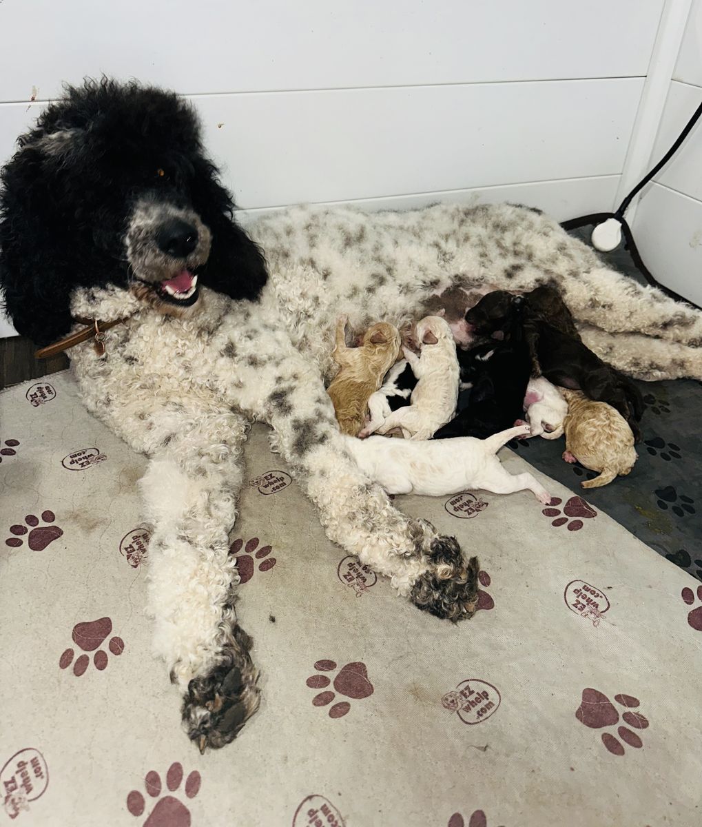 Standard Poodle Puppies 7 Girls 1 Boy