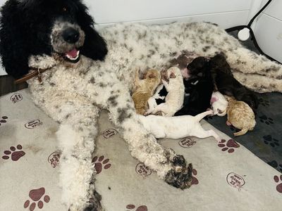Standard Poodle Puppies 7 Girls 1 Boy
