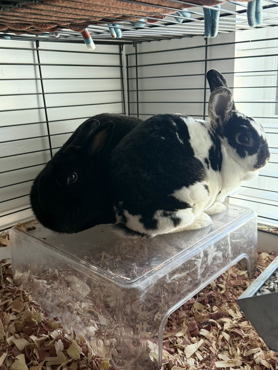 Rabbits with Cage with Accessories, Bedding, and Food