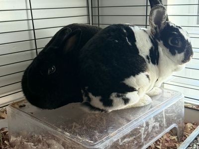 Rabbits with Cage with Accessories, Bedding, and Food
