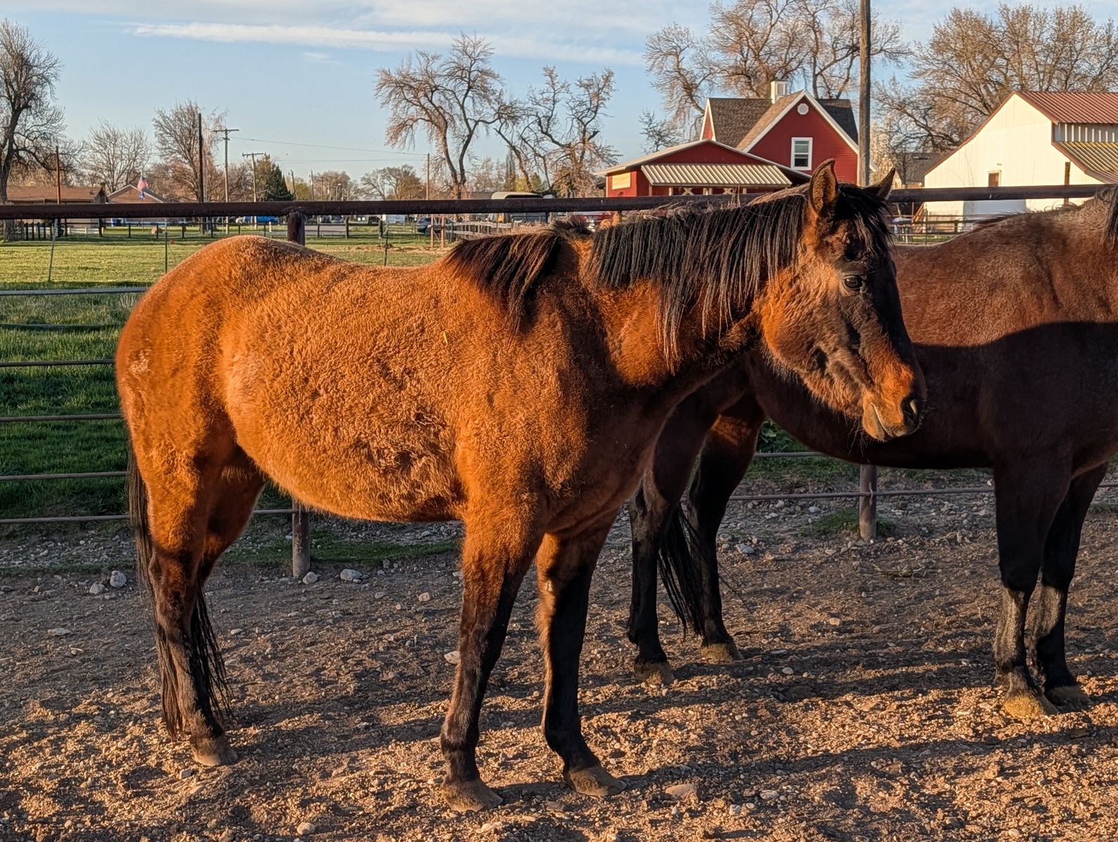 AQHA Registered 3 yr old mare
