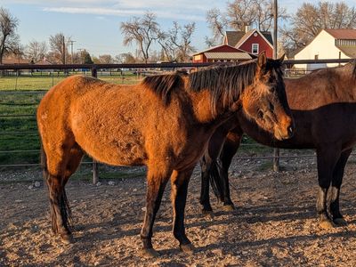 AQHA Registered 3 yr old mare