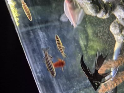3 zebra danios
