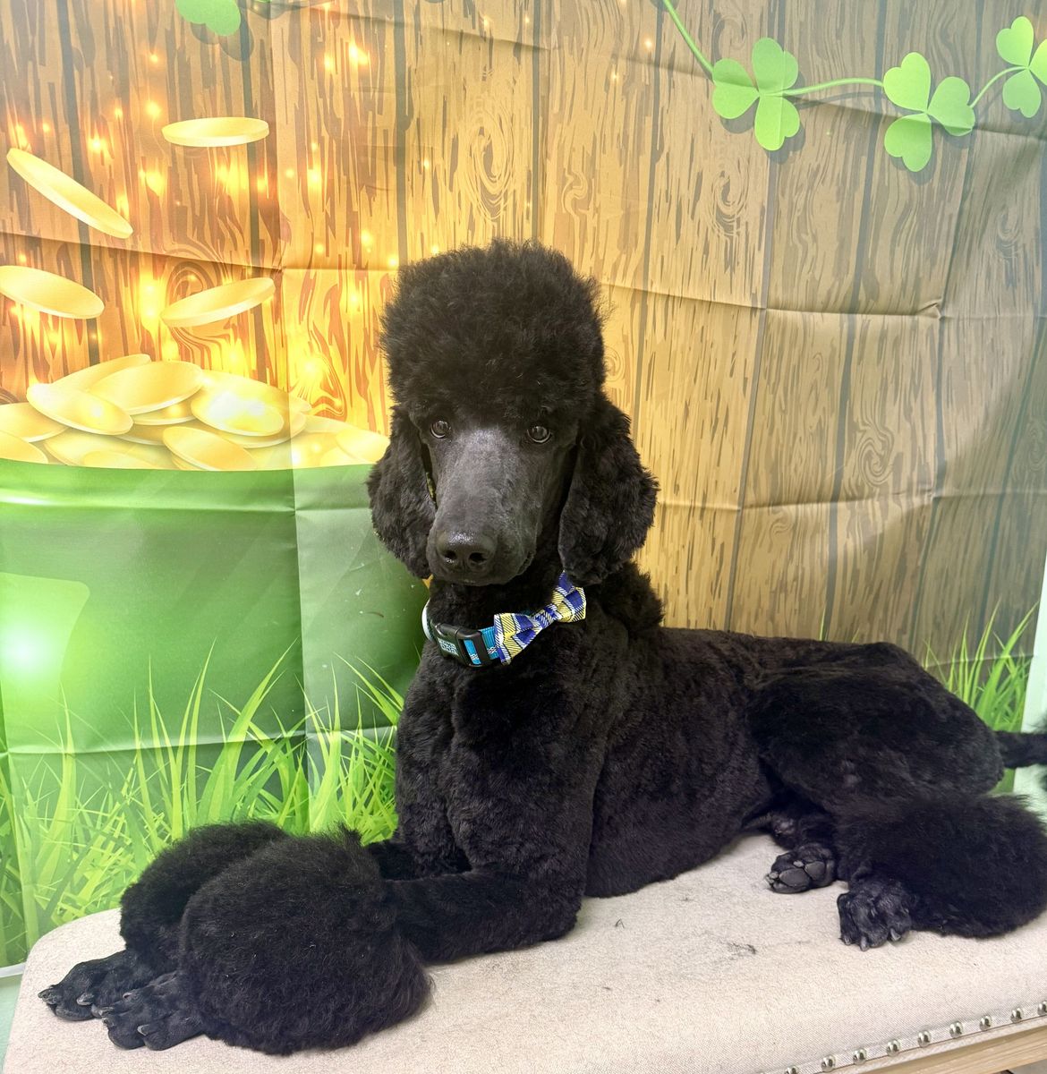 STUD Poodle AKC