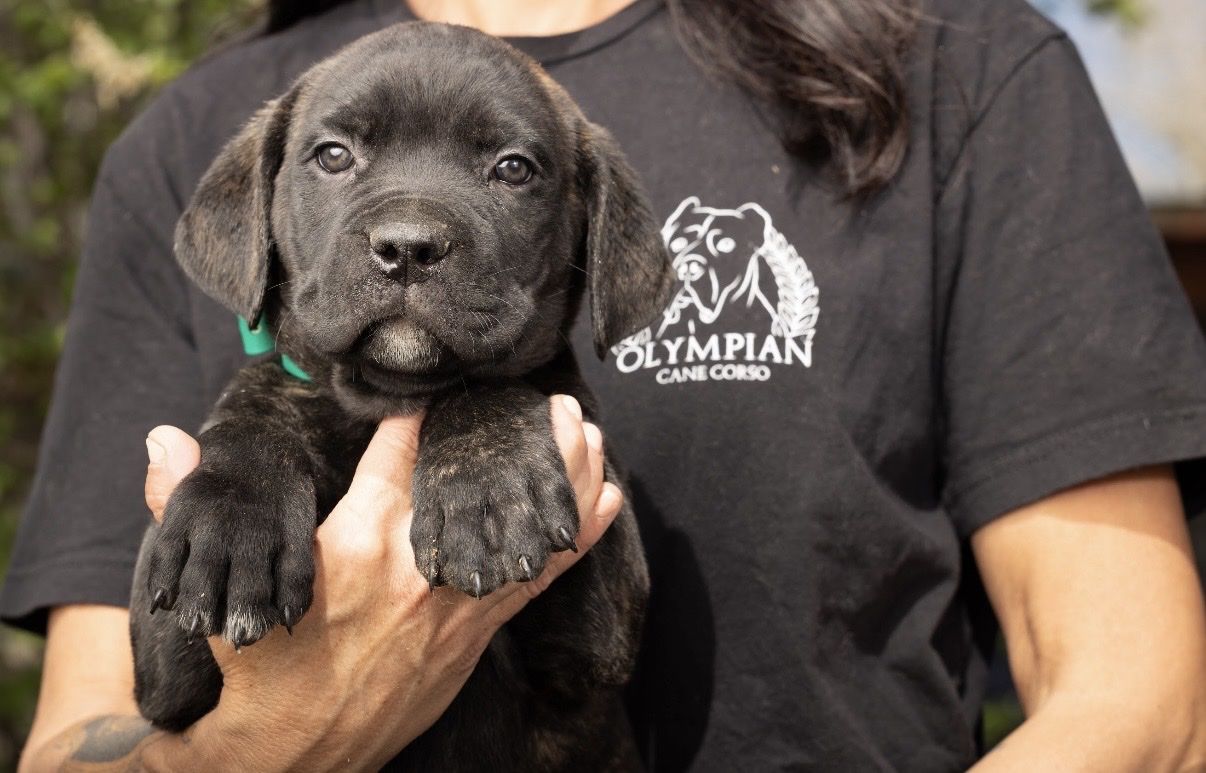 AKC Cane Corso Puppies