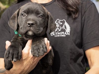 AKC Cane Corso Puppies