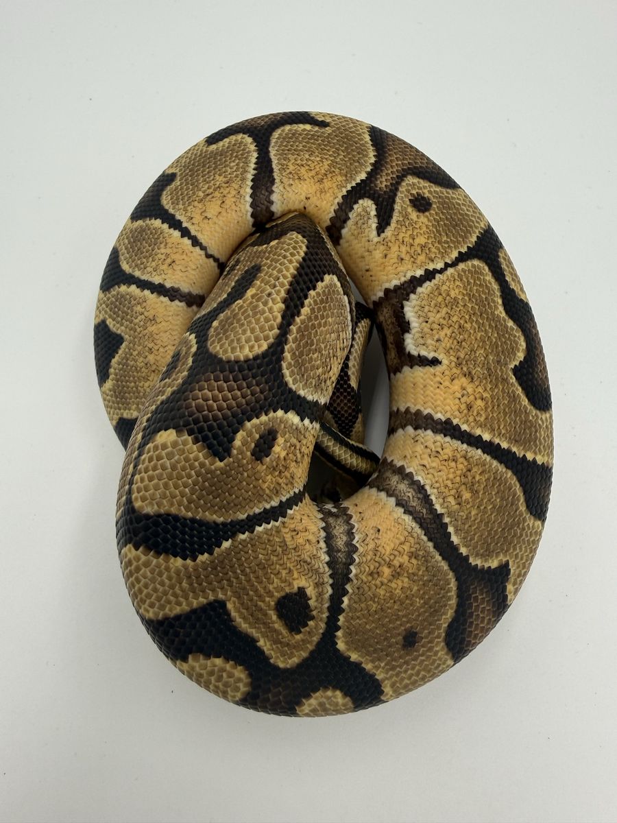Male: Enchi DH VPI Hypo (True Ghost)