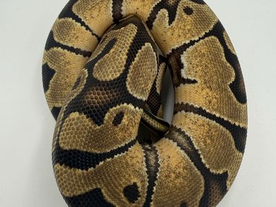 Male: Enchi DH VPI Hypo (True Ghost)
