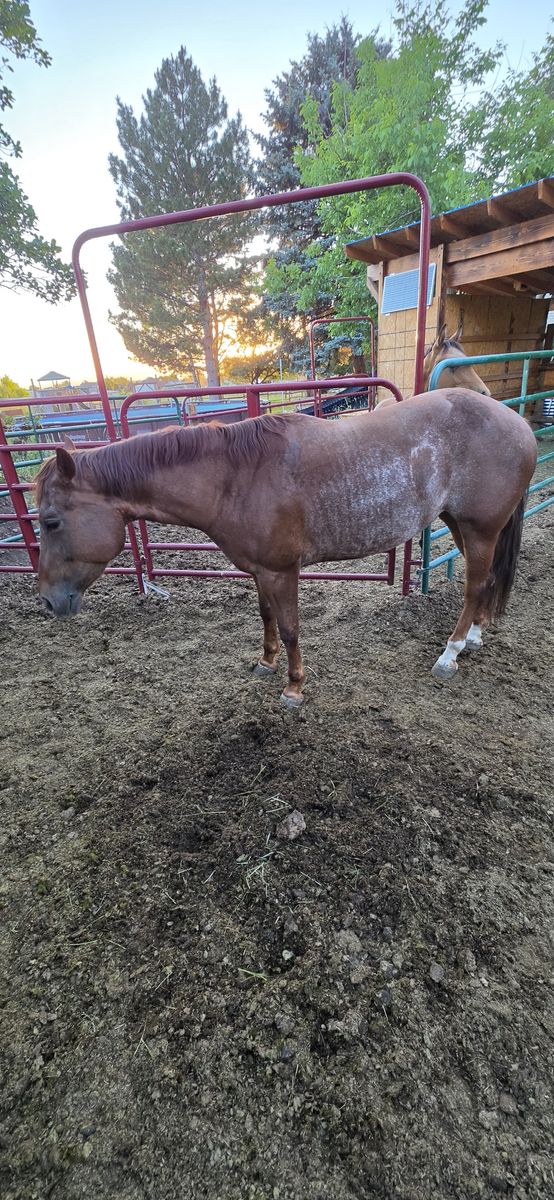 Grade Roan Mare 5 Years Old