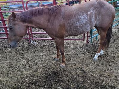 Grade Roan Mare 5 Years Old