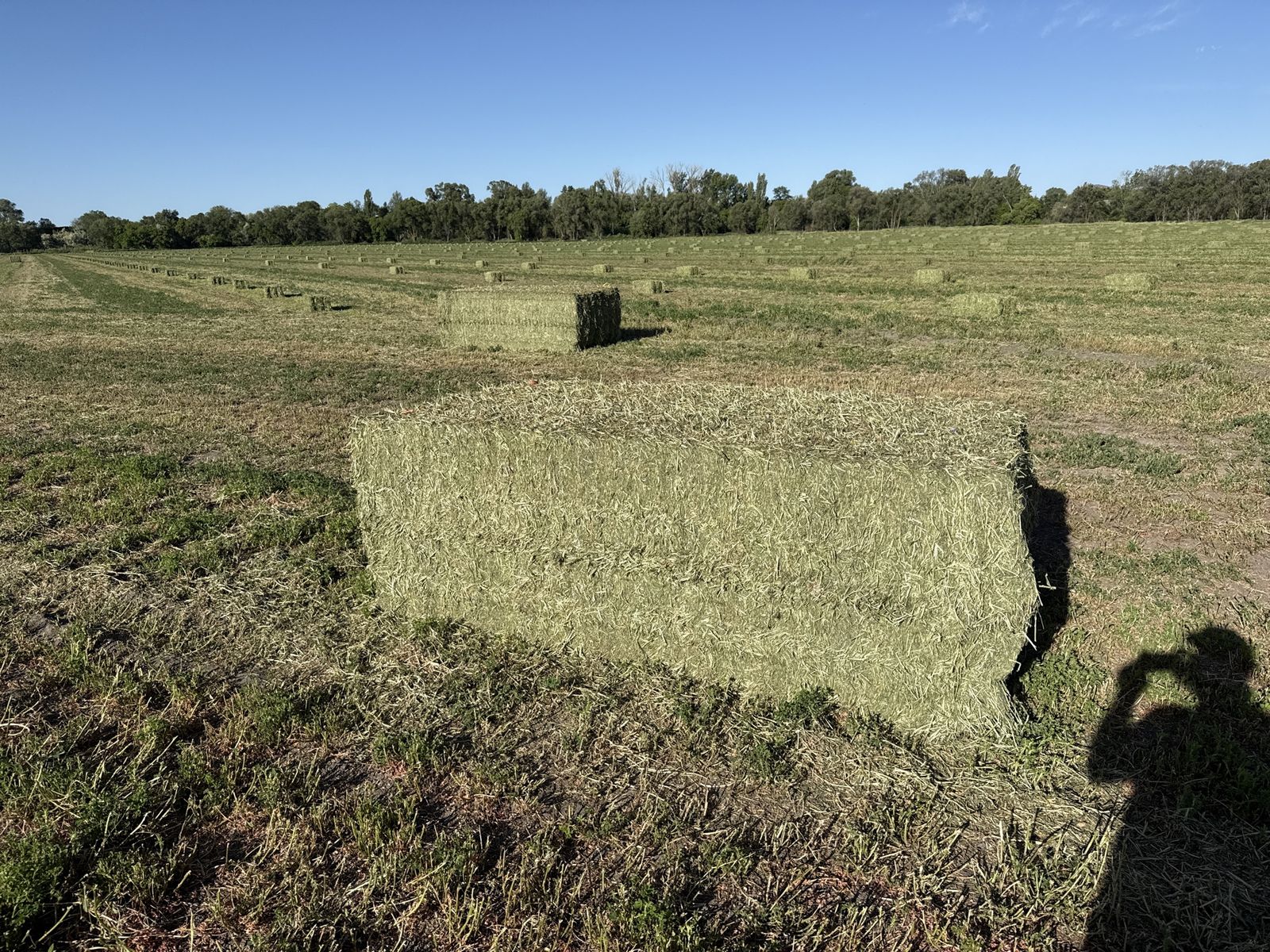 Alfalfa 3x4 bales
